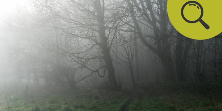 Bäume im dichten Nebel