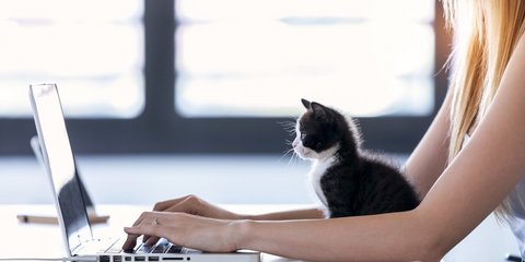 süßes kleines Kätzchen, das auf Laptop schaut, während Besitzerin zu Hause arbeitet