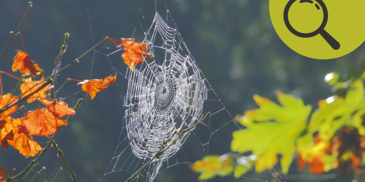 Spinnennetz mit Tautropfen